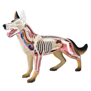 Анатомическая модель животного, 4D игрушка для сборки интеллекта собаки, обучающая анатомическая модель, техника 