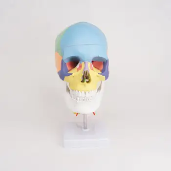 Цветной ПВХ в натуральную величину Функциональный Человеческий череп Шейные позвонки с нервами Анатомические дидактические модели Натуральный Изображение